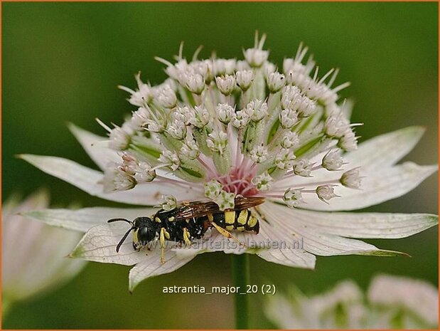 Astrantia major | Zeeuws knoopje