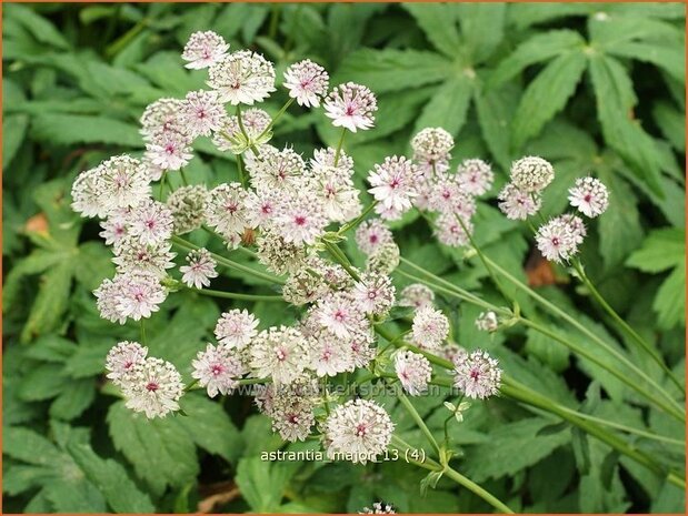 Astrantia major | Zeeuws knoopje