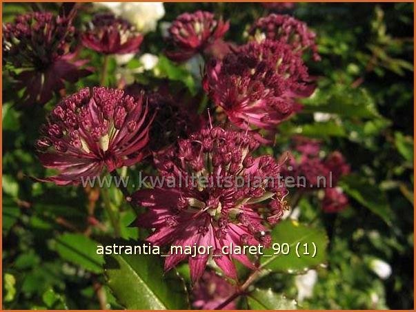 Astrantia major 'Claret' | Zeeuws knoopje