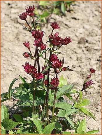 Astrantia major 'Claret' | Zeeuws knoopje