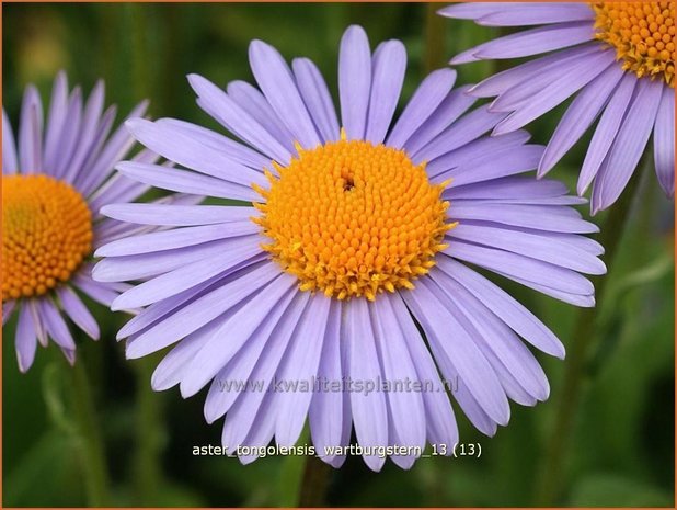 Aster tongolensis 'Wartburgstern' | Aster