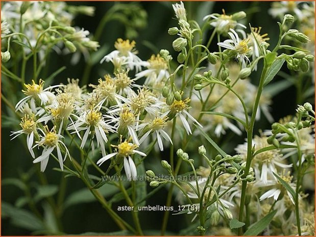 Aster umbellatus | Aster