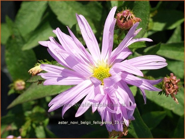 Aster novi-belgii 'Fellowship' | Aster