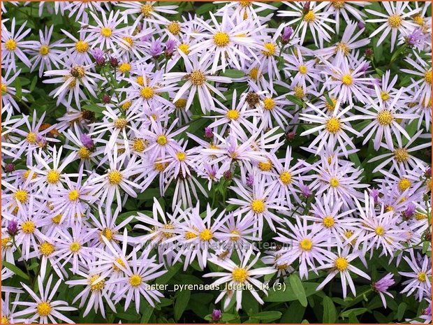 Aster pyrenaeus 'Lutetia' | Aster