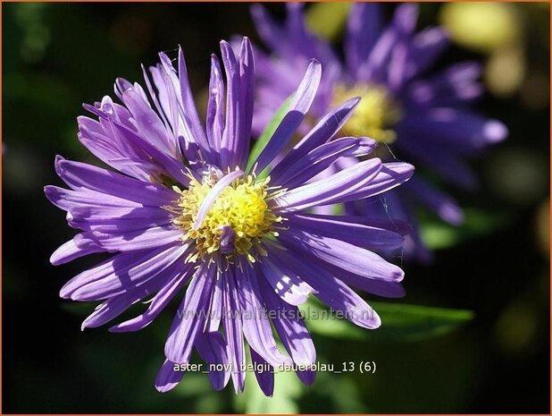 Aster novi-belgii 'Dauerblau' | Aster