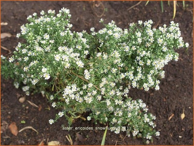 Aster ericoides 'Snowflurry' | Aster, Heideaster