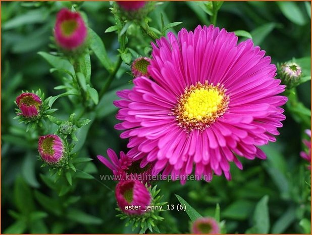 Aster 'Jenny' | Aster