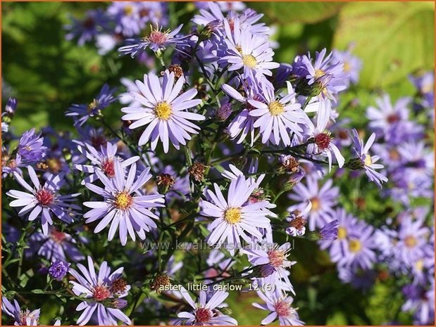 Aster 'Little Carlow' | Aster | Aster