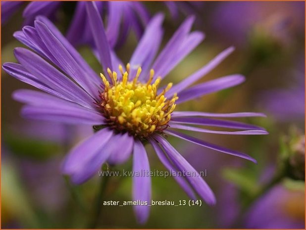 Aster amellus &#39;Breslau&#39;