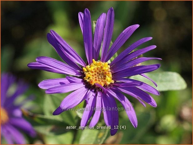 Aster amellus 'Breslau' | Aster