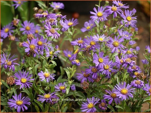 Aster amellus &#39;Breslau&#39;