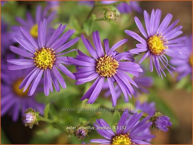 Aster amellus &#39;Breslau&#39;