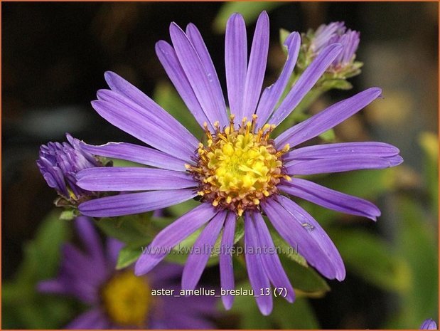 Aster amellus &#39;Breslau&#39;