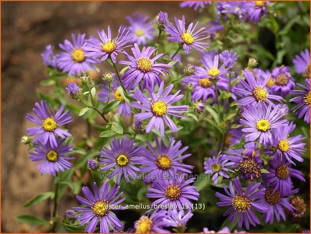 Aster amellus &#39;Breslau&#39;