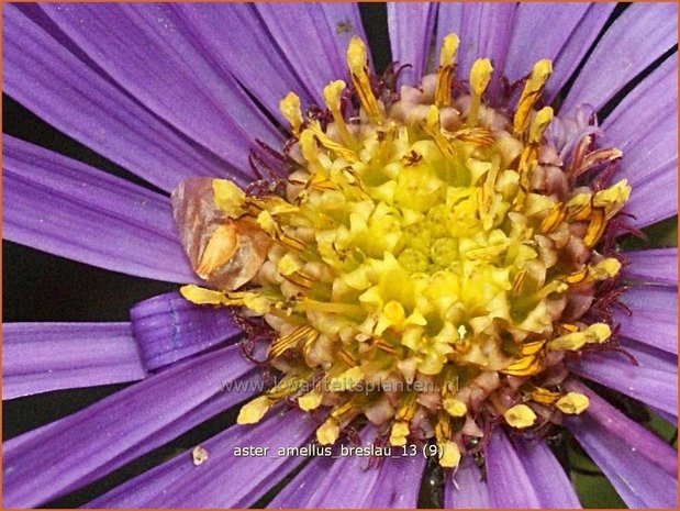 Aster amellus &#39;Breslau&#39;