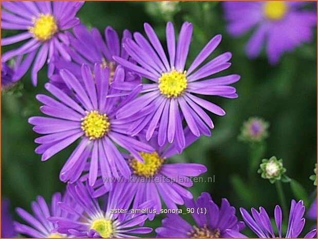 Aster amellus 'Sonora' | Aster