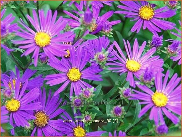 Aster amellus 'Sonora' | Aster