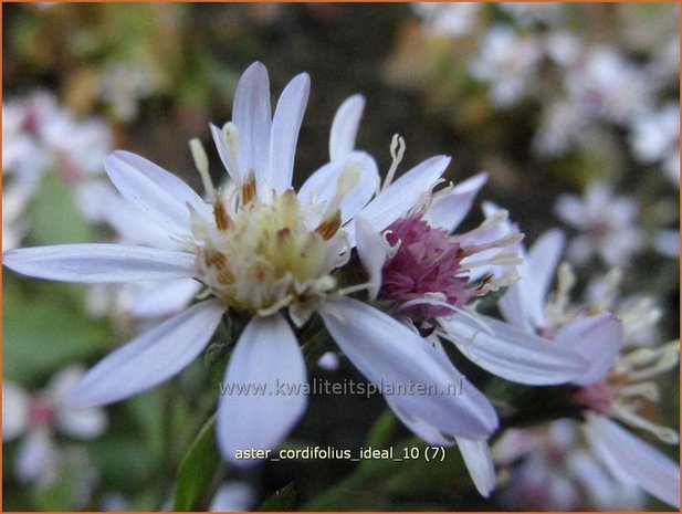 Aster cordifolius 'Ideal' | Aster