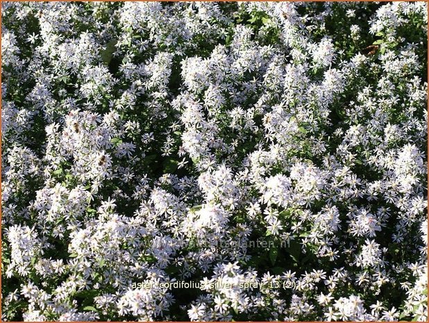 Aster cordifolius 'Silver Spray' | Hartbladaster, Aster | Herzblättrige Schleier-Aster