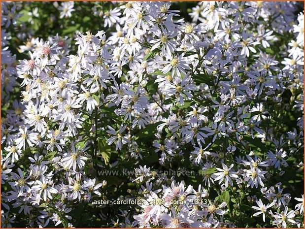 Aster cordifolius 'Silver Spray' | Hartbladaster, Aster | Herzblättrige Schleier-Aster