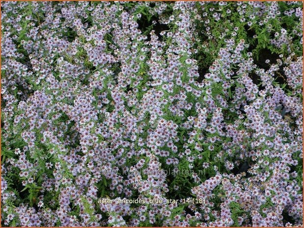 Aster ericoides 'Blue Star' | Aster, Heideaster