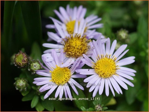 Aster ageratoides 'Asmoe' | Aster