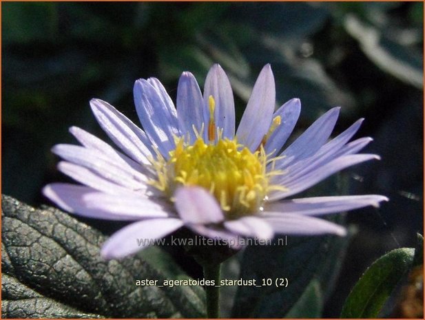 Aster ageratoides 'Stardust' | Aster