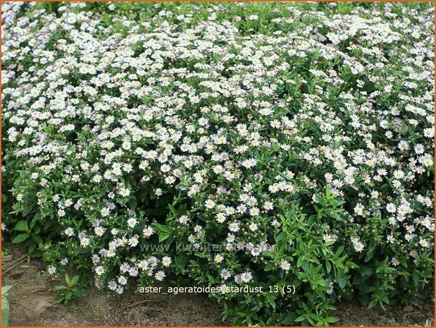 Aster ageratoides 'Stardust' | Aster