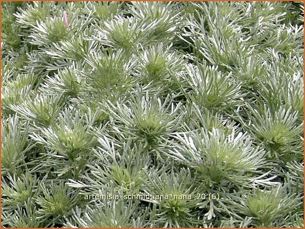 Artemisia schmidtiana 'Nana' | Alsem, Bijvoet, Edelruit