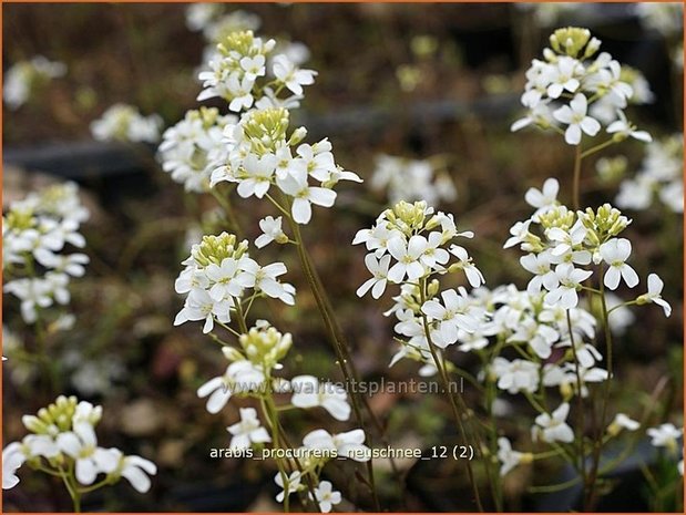 Arabis procurrens 'Neuschnee' | Randjesbloem, Rijstebrij