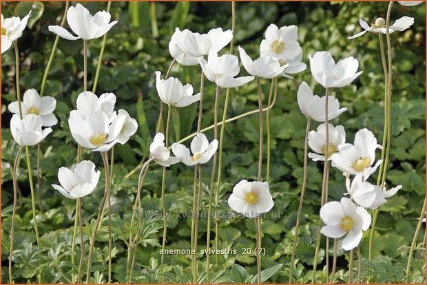 Anemone sylvestris | Anemoon