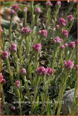 Antennaria dioica 'Rubra' | Rozenkransje