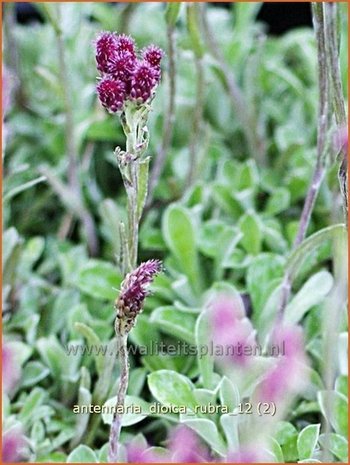 Antennaria dioica 'Rubra' | Rozenkransje