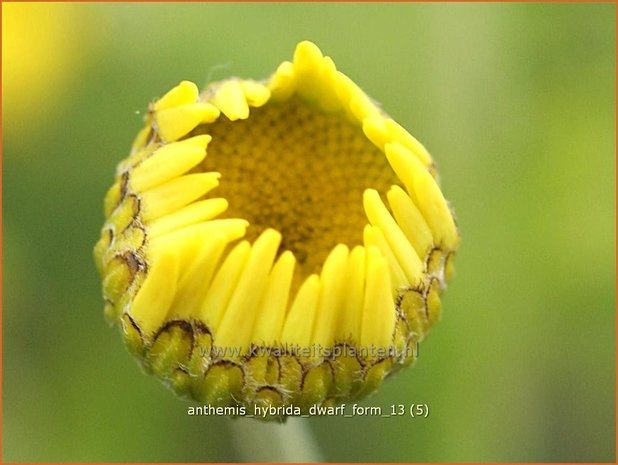 Anthemis hybrida 'Dwarf Form' | Gele kamille, Verfkamille, Kamille | Färberkamille