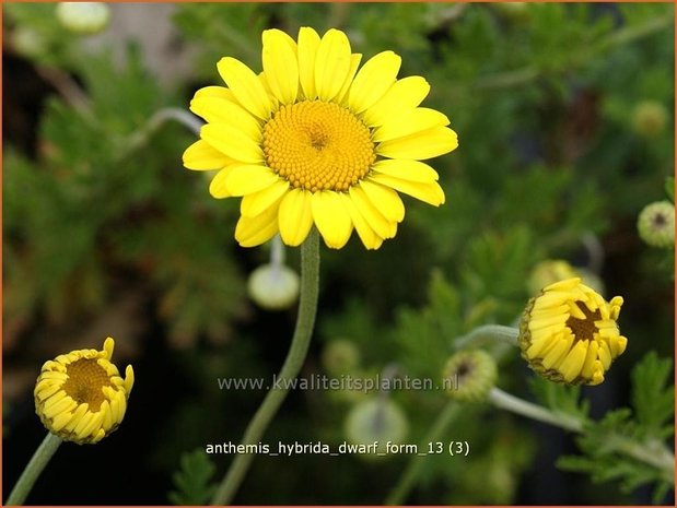 Anthemis hybrida 'Dwarf Form' | Gele kamille, Verfkamille, Kamille | Färberkamille