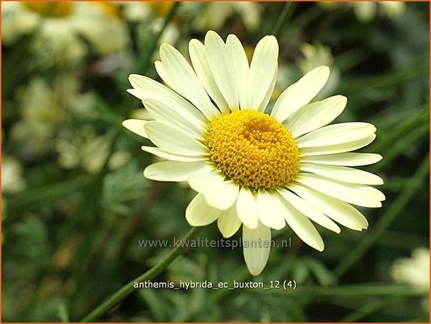 Anthemis hybrida 'E.C. Buxton' | Kamille, Roomse kamille