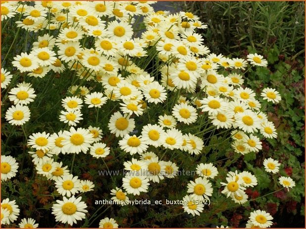 Anthemis hybrida 'E.C. Buxton' | Gele kamille, Verfkamille, Kamille