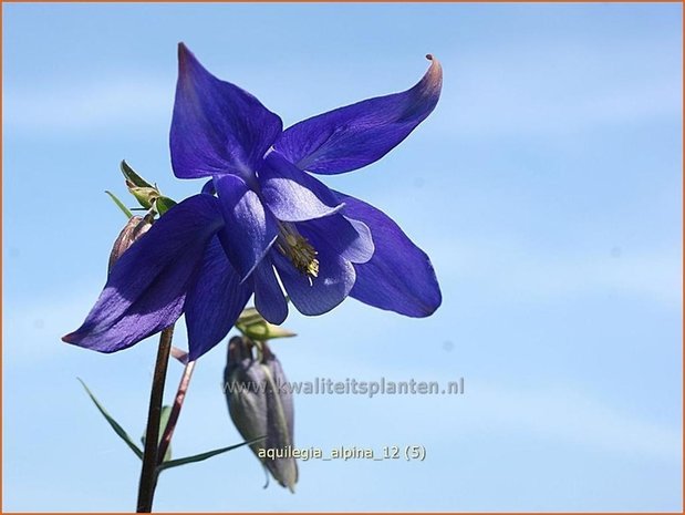 Aquilegia alpina | Akelei | Alpen-Akelei