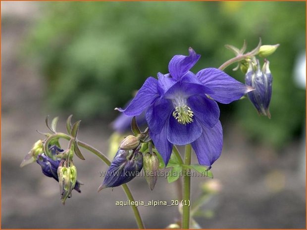 Aquilegia alpina | Akelei | Alpen-Akelei