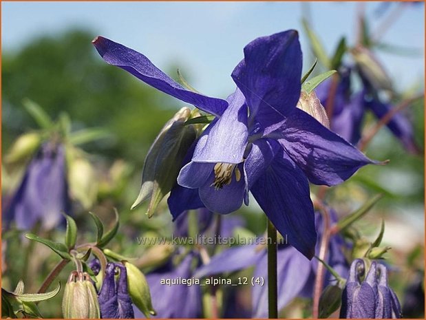 Aquilegia alpina | Akelei | Alpen-Akelei