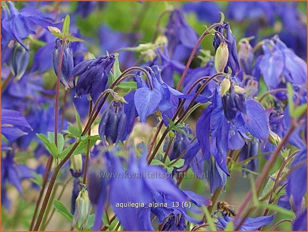 Aquilegia alpina | Akelei | Alpen-Akelei