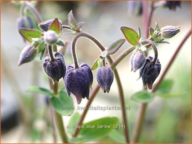 Aquilegia 'Blue Barlow' | Akelei | Akelei