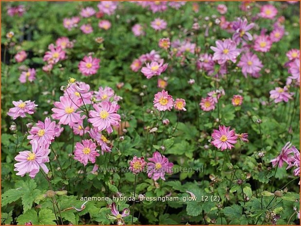 Anemone hybrida 'Bressingham Glow' | Anemoon, Herfstanemoon, Japanse anemoon