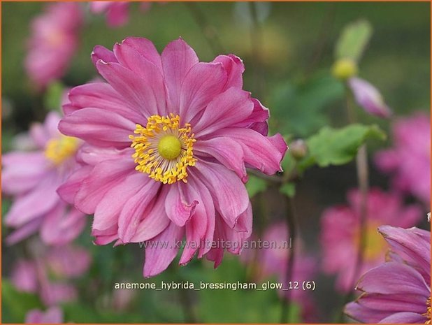 Anemone hybrida 'Bressingham Glow' | Anemoon, Herfstanemoon, Japanse anemoonAnemone hybrida 'Bressingham G