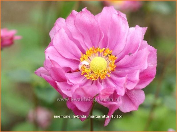 Anemone hybrida 'Margarette' | Anemoon, Herfstanemoon, Japanse anemoon