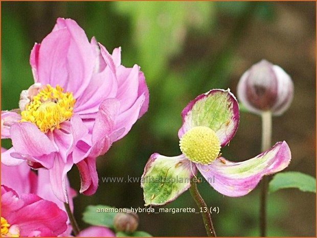 Anemone hybrida 'Margarette' | Anemoon, Herfstanemoon, Japanse anemoon