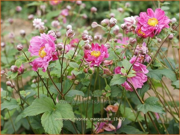 Anemone hybrida 'Margarette' | Anemoon, Herfstanemoon, Japanse anemoon