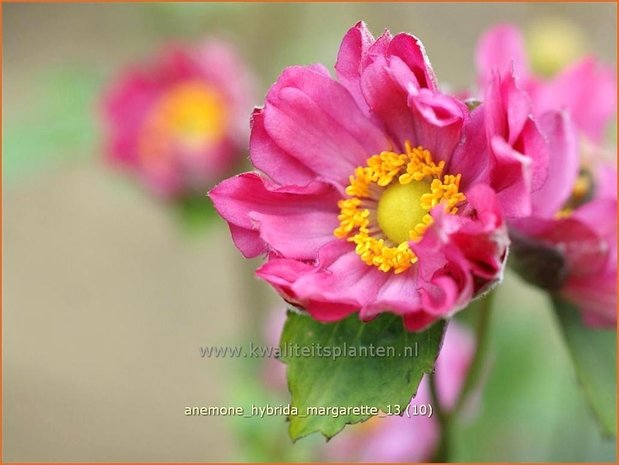 Anemone hybrida 'Margarette' | Anemoon, Herfstanemoon, Japanse anemoon