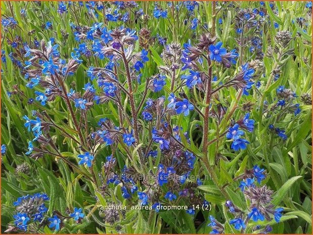 Anchusa azurea 'Dropmore' | Blauwe ossentong, Italiaanse ossentong