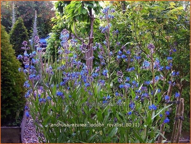 Anchusa azurea 'Loddon Royalist' | Blauwe ossentong, Italiaanse ossentong